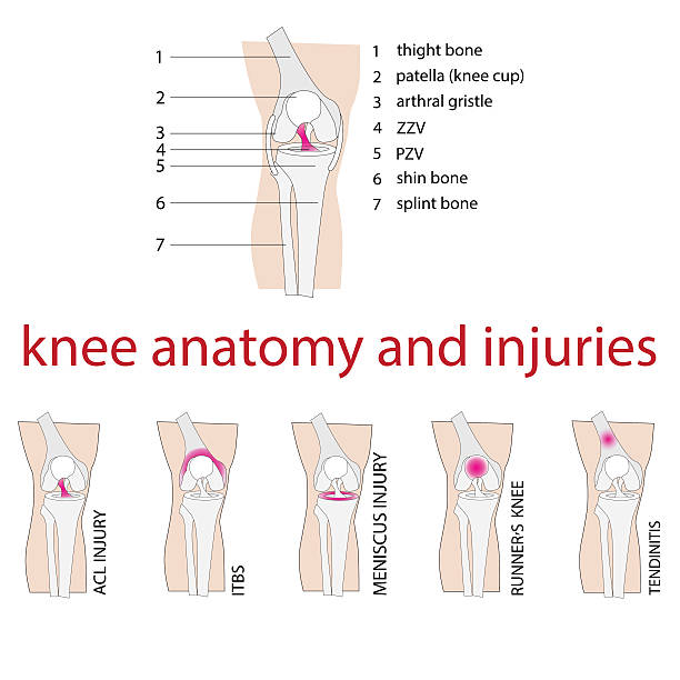 ilustraciones, imágenes clip art, dibujos animados e iconos de stock de anatomía de la rodilla - cruciate ligament