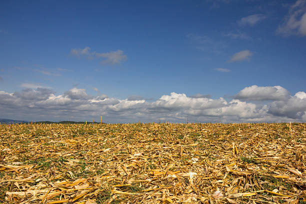 istock Harvested corn field with dry leftovers in autumn 490016260