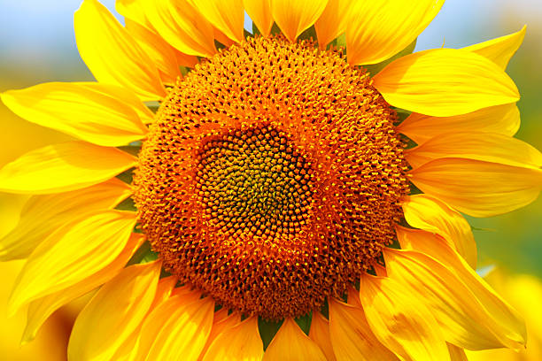 istock Yellow sunflower close up. 490018146