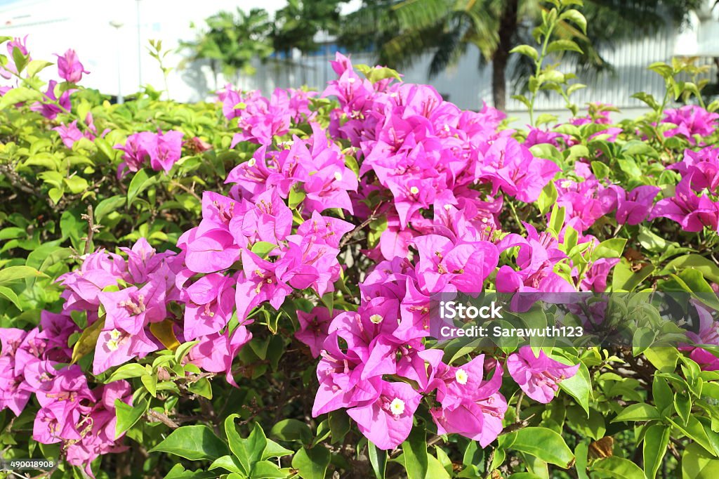 bougainvillea flower bougainvillea flower blooming in Thailand Summer season 2015 Stock Photo