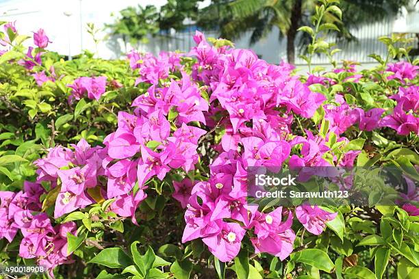 Bougainvillea Flower Stock Photo - Download Image Now - 2015, Botany, Bougainvillea