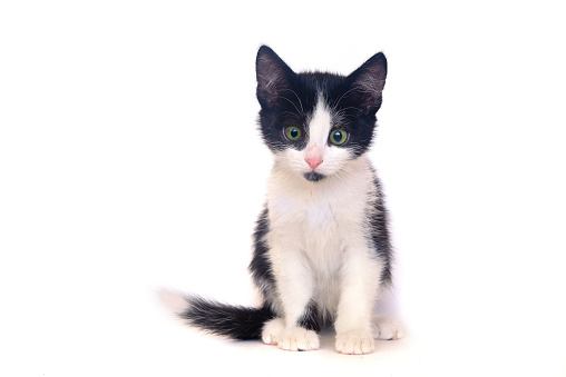 Anak Kucing Hitam Dan Putih Terisolasi Kucing Foto Stok - Unduh Gambar
