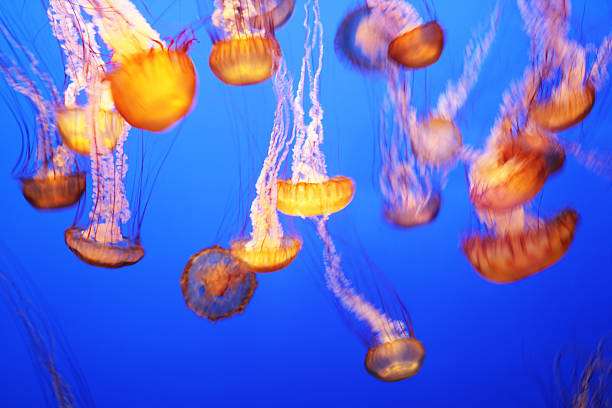istock Jellyfish Black Sea Nettle Chrysaora achlyos 490020298