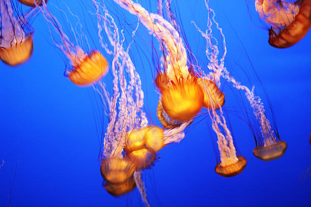 istock Jellyfish Black Sea Nettle Chrysaora achlyos 490020340