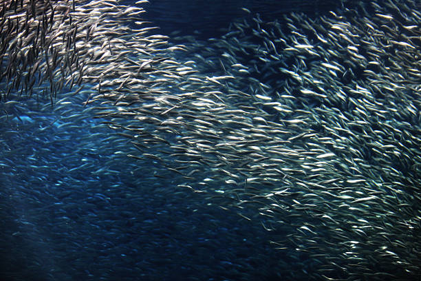 School of fish - Engraulis mordax California or Northern Anchovy - in motion.  Monterey Bay, California, 2015.