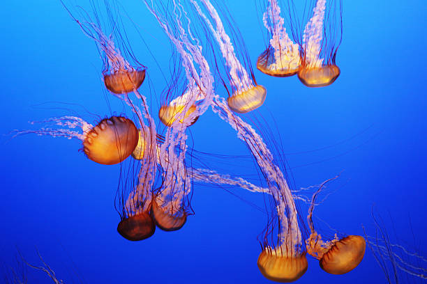 istock Jellyfish Black Sea Nettle Chrysaora achlyos 490020530