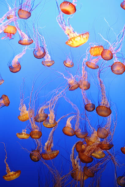 istock Jellyfish Black Sea Nettle Chrysaora achlyos 490020584