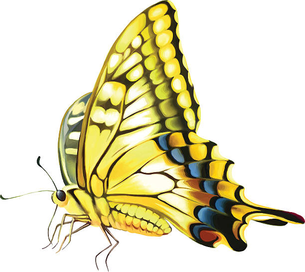 yellow schmetterling - schwalbenschwanzfalter stock-grafiken, -clipart, -cartoons und -symbole