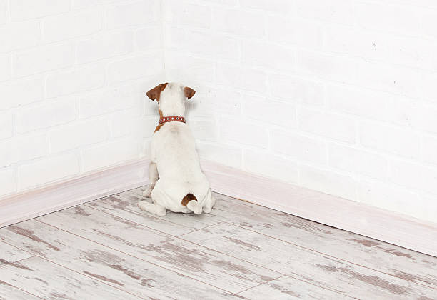 perro de pie en la esquina - aciculum fotografías e imágenes de stock