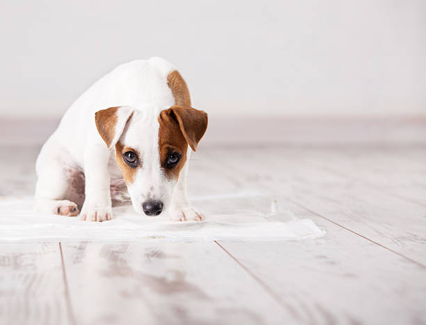 Puppy on absorbent litter Puppy on absorbent litter. Accustom the dog to the toilet. Training pets accustom stock pictures, royalty-free photos & images