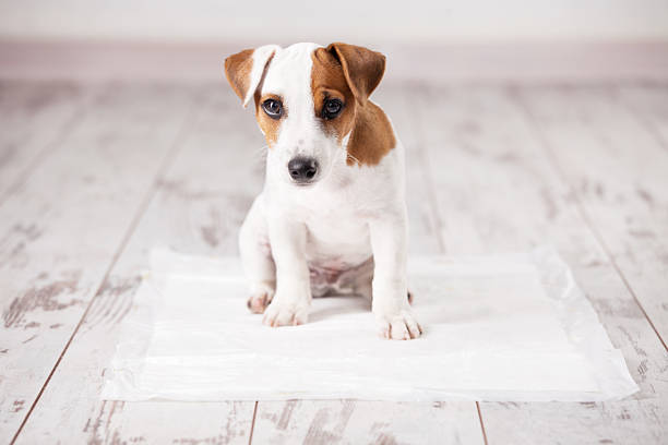 Puppy on absorbent litter Puppy on absorbent litter. Accustom the dog to the toilet. Training pets accustom stock pictures, royalty-free photos & images