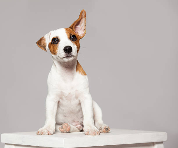 Puppy Puppy listening with raised ear. dog eavesdropping one animal stock pictures, royalty-free photos & images