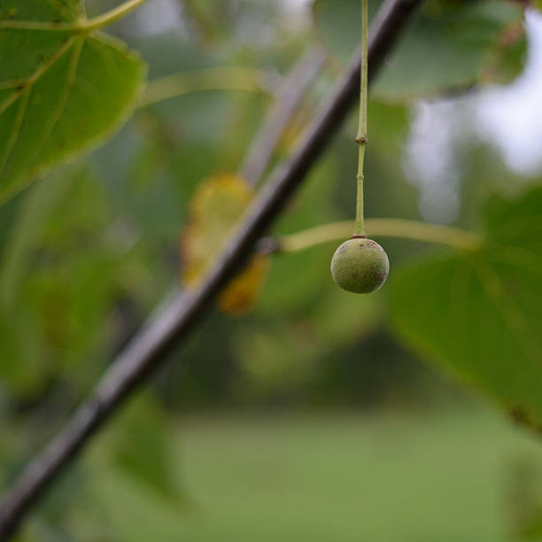 istock Single Basswood (Tilia Americana) Seed Nutlet in Fall 490023378