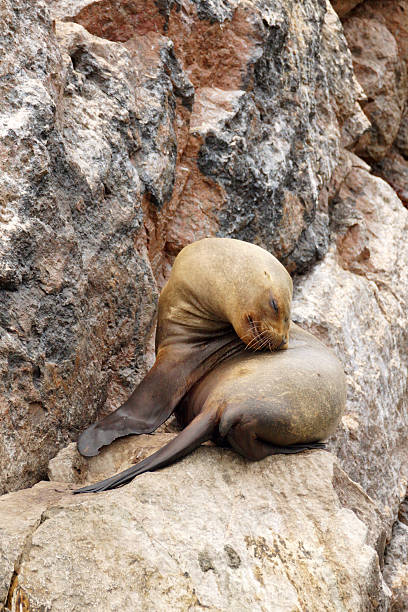 istock South-American Sea Lion 490024234