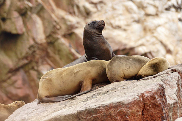 istock South-American Sea Lion 490024392