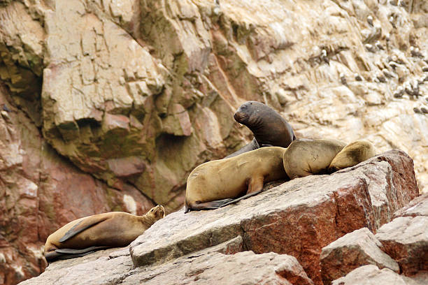 istock South-American Sea Lion 490024460
