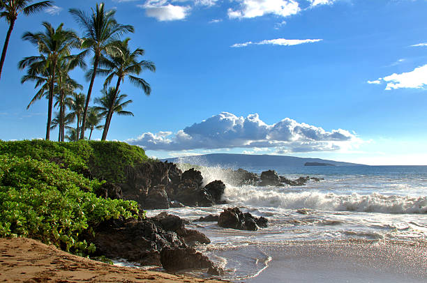 Tropical Hawaiian beach stock photo
