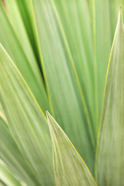 istock Agave Succulent Plant Leaves 490025256