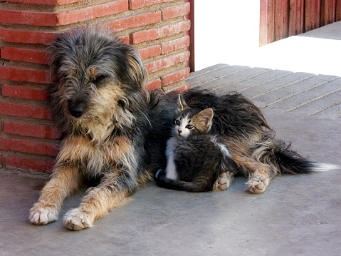 San Martin Tilcajete, Mexico.  February 24, 2006.  A cat snuggles up to a dog on the street of a small town.