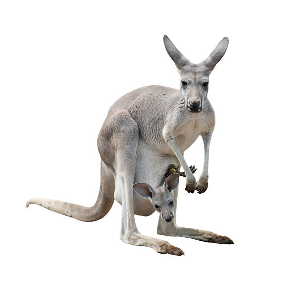 istock female gray kangaroo with joey 490025810