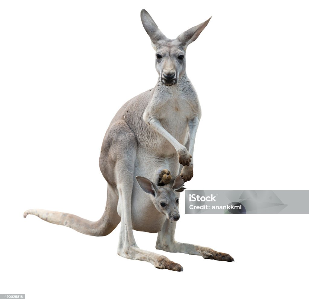 Gray kangaroo with joey female gray kangaroo with joey in pouch isolated Kangaroo Stock Photo