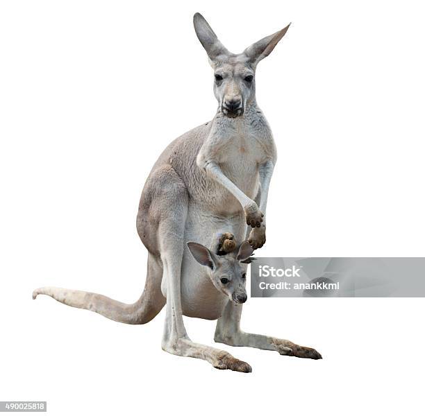 Gray Kangaroo With Joey Stock Photo - Download Image Now - Kangaroo, Cut Out, Young Kangaroo