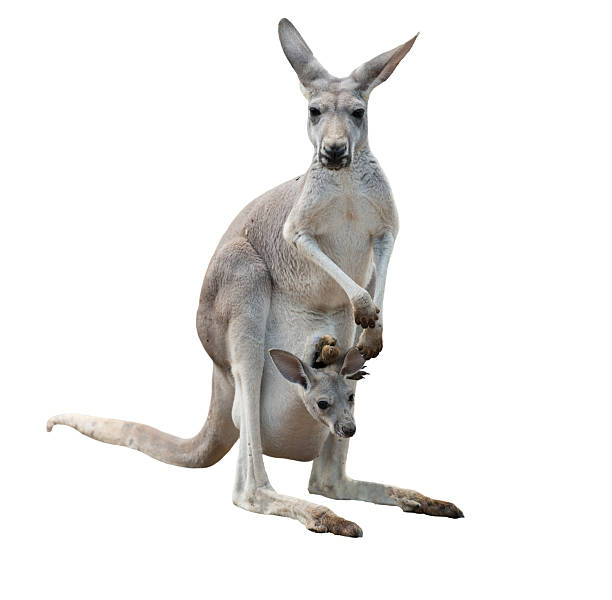 szary kangur z joey - kangaroo joey marsupial mammal zdjęcia i obrazy z banku zdjęć