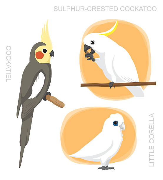 amazonka nimfa corella kakadu kreskówka ilustracja wektorowa - sulphur crested cockatoo stock illustrations