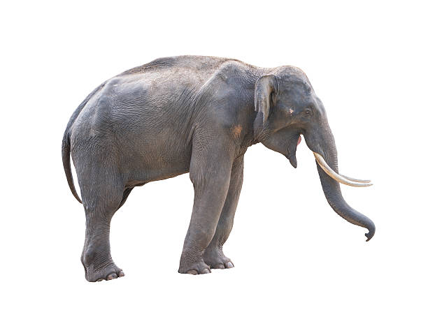istock male asia elephent isolated 490025856