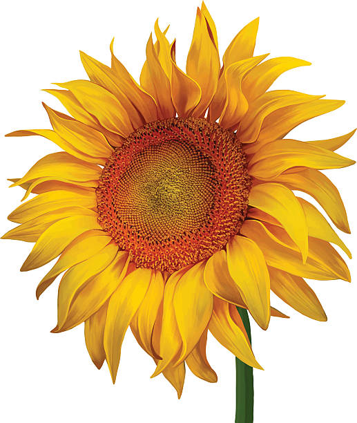 ilustraciones, imágenes clip art, dibujos animados e iconos de stock de hermoso girasol - sunflower flower flower bed light