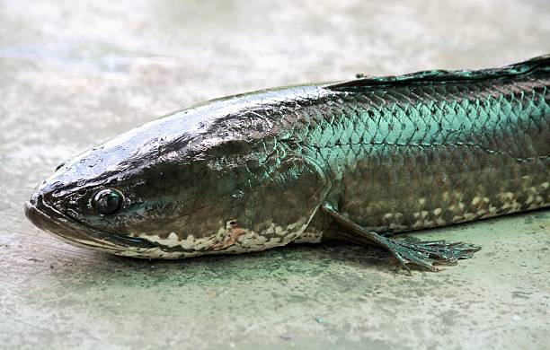 snakehead fish on cement background snakehead fish on cement background black sea bass stock pictures, royalty-free photos & images