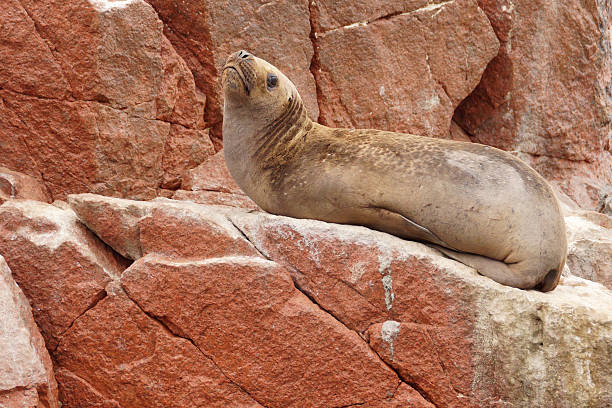 istock South-American Sea Lion 490026386