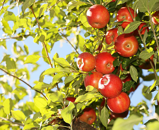 istock Red apples on branch ready to be harvested 490026880