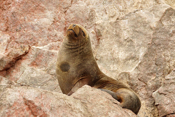 istock South-American Sea Lion 490026886