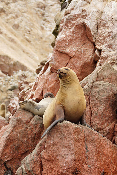 South-American Sea Lion
