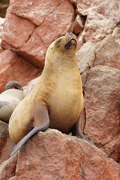 istock South-American Sea Lion 490027568