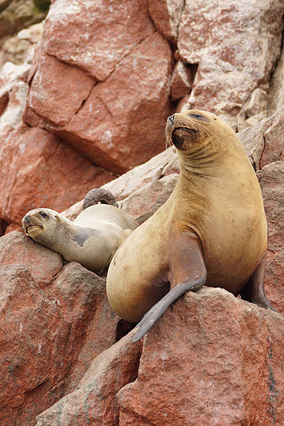 istock South-American Sea Lion 490027680
