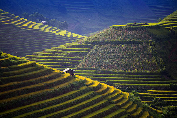 istock Rice Farm in Vietnam 490041998