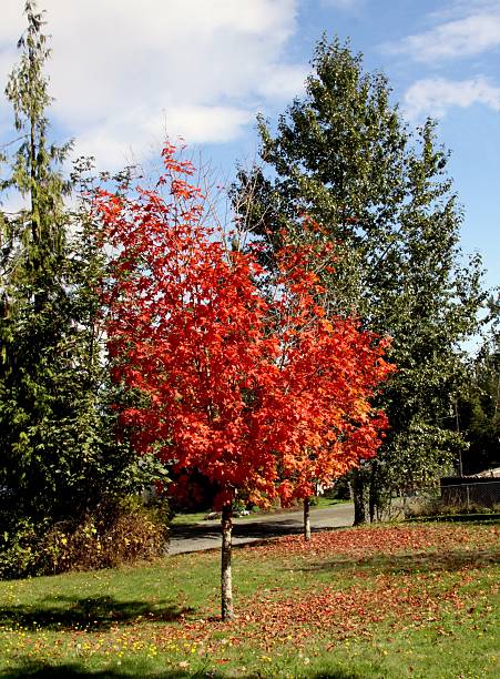 istock First Sign Of Autumn Is Maple Leaves Turning Red 490042194