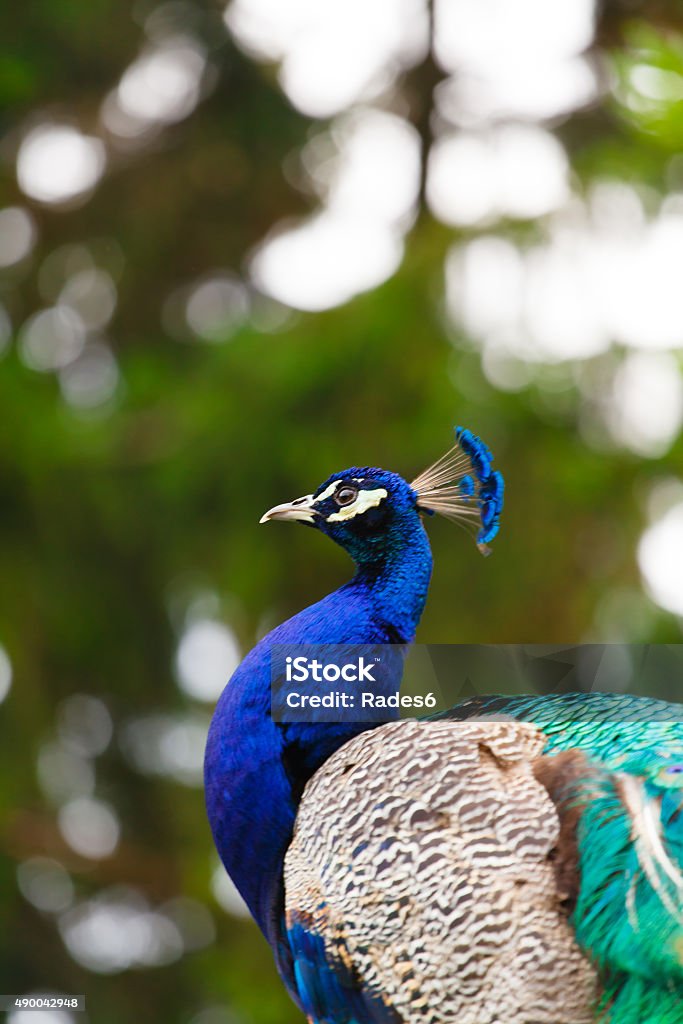 Portrait of a peacock. Portrait of a beautifully colored peacock (Shallow DOF). 2015 Stock Photo