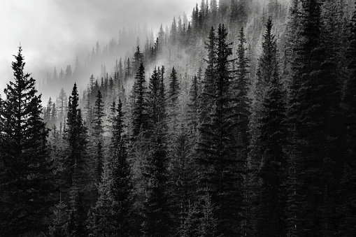 Forest Stock Photo - Download Image Now - Black And White, Forest, Mountain  - iStock