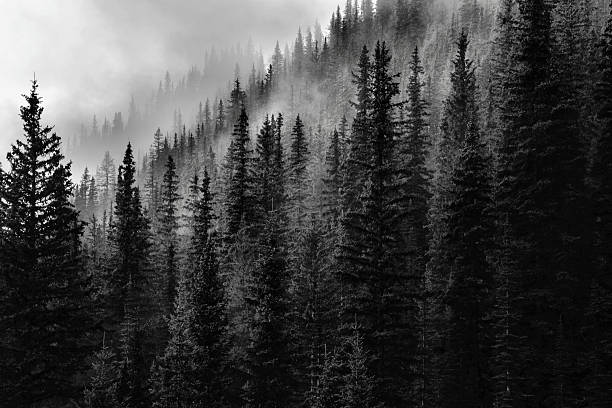 Forest Landscape featuring a forest.  Monochrome Image. pinaceae photos stock pictures, royalty-free photos & images