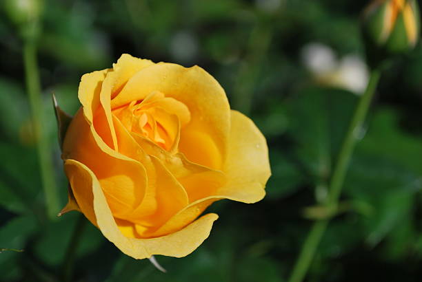 istock Bright Yellow Rose Bloom - Garden Flowers, Petals 490045392