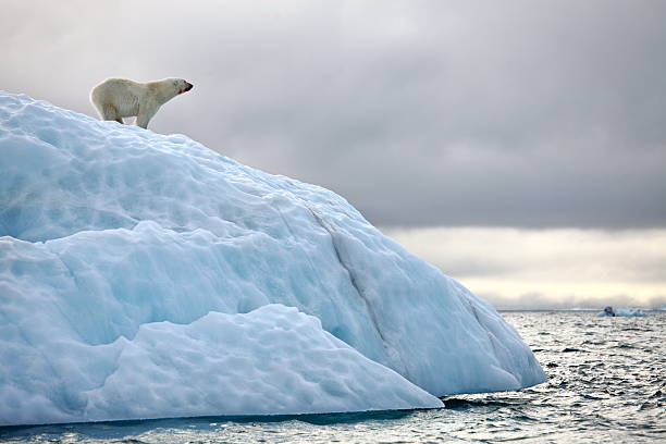 北極グマ - スヴァールバル島 ストックフォトと画像