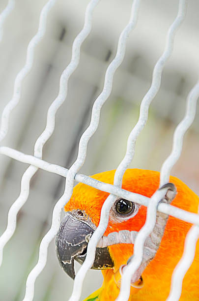 istock Yellow Parrot; Bird in a cage. 490046062