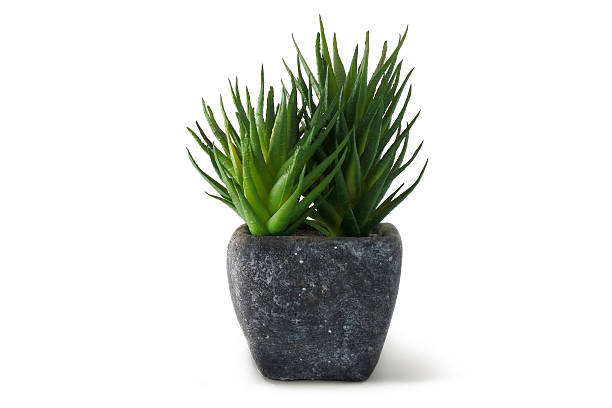 istock Green plant isolated on white 490046212