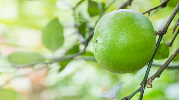 istock Close up lime in garden. 490046290