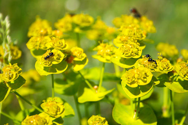 istock Ants on the flowers. 490047188