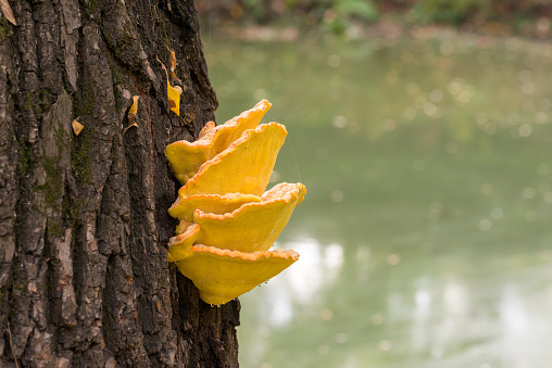 Laetiporus sulphureus mushroom growing on a tree trunk near the Dnieper river in Kiev, Ukraine