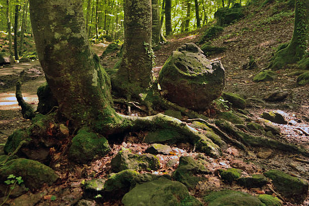 Roques encantadas (enchanted rock) forest in la Garrotxa (Catalonia). Spain